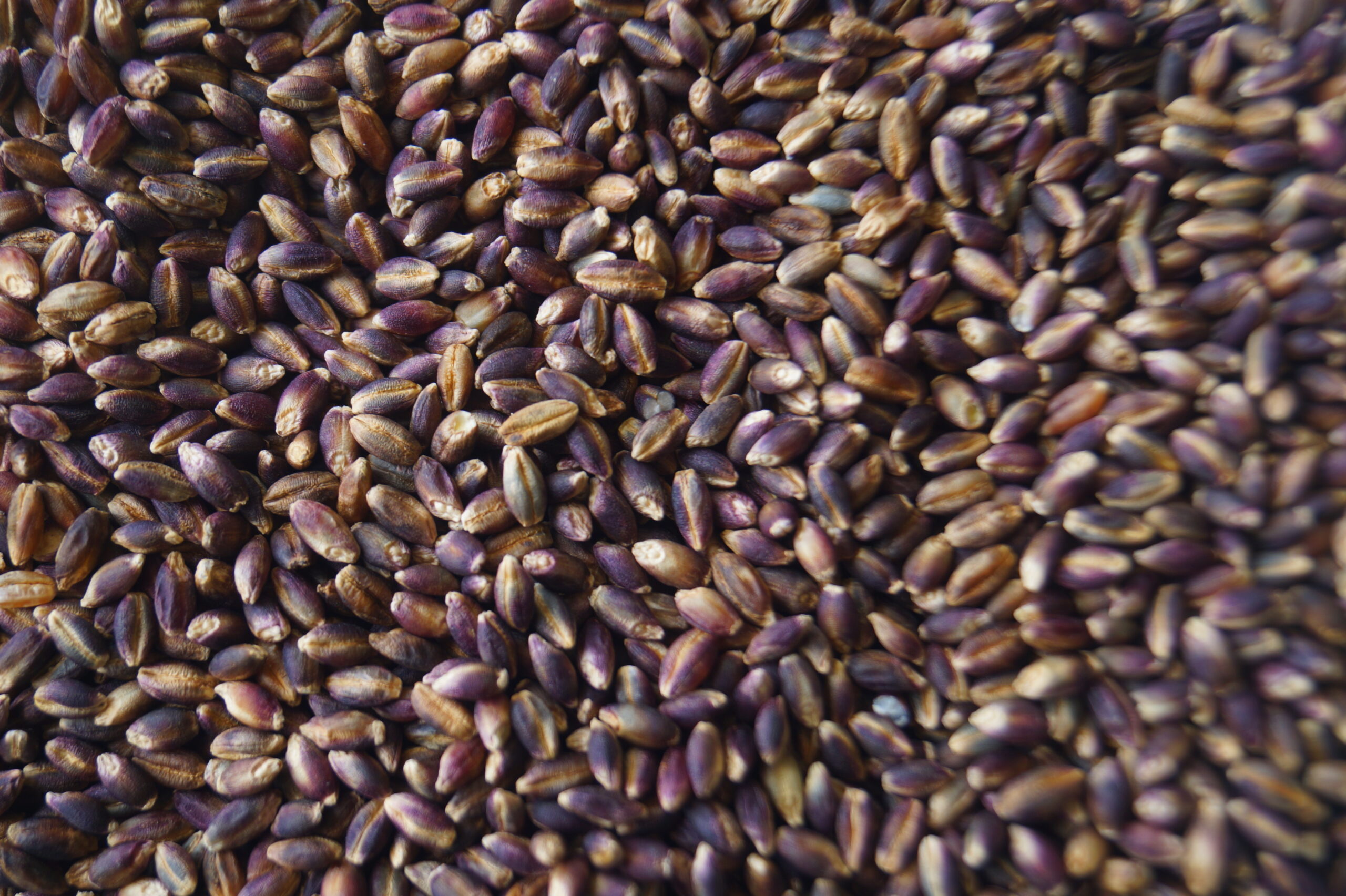 Schwarze Gerste Körner, 1kg