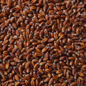 Roter Weizen Körner, 5kg