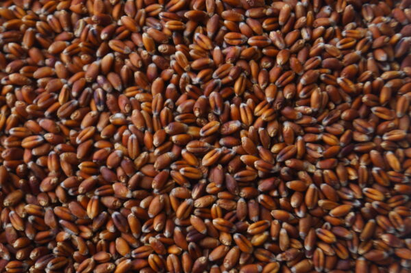 Roter Weizen Körner, 5kg